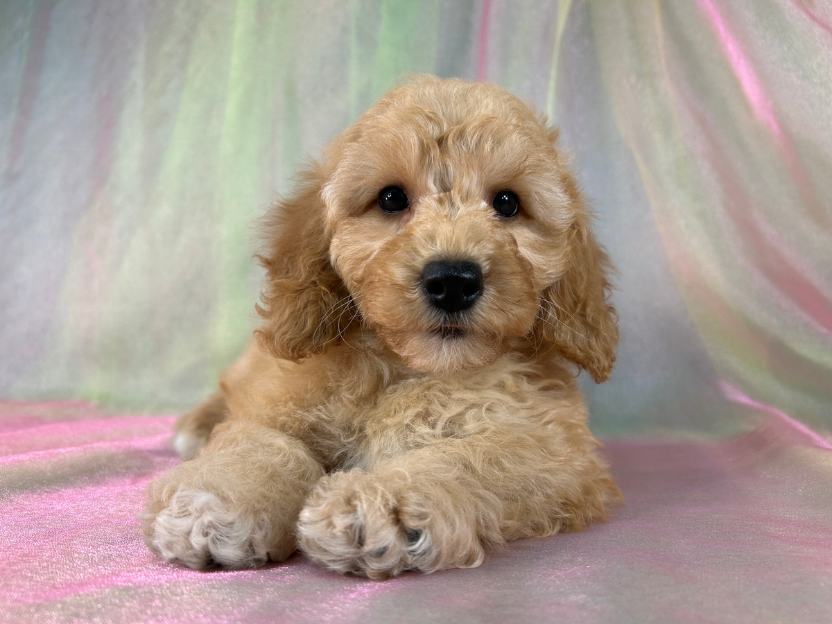 Bichon Poodle Puppy for Sale DOB 6-22-2026 $950